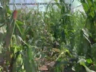 Riley Jacobs playing in corn field